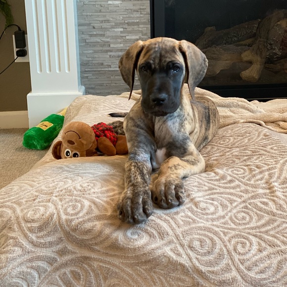 Meet your Posher, Melody - Picture 1 of 1